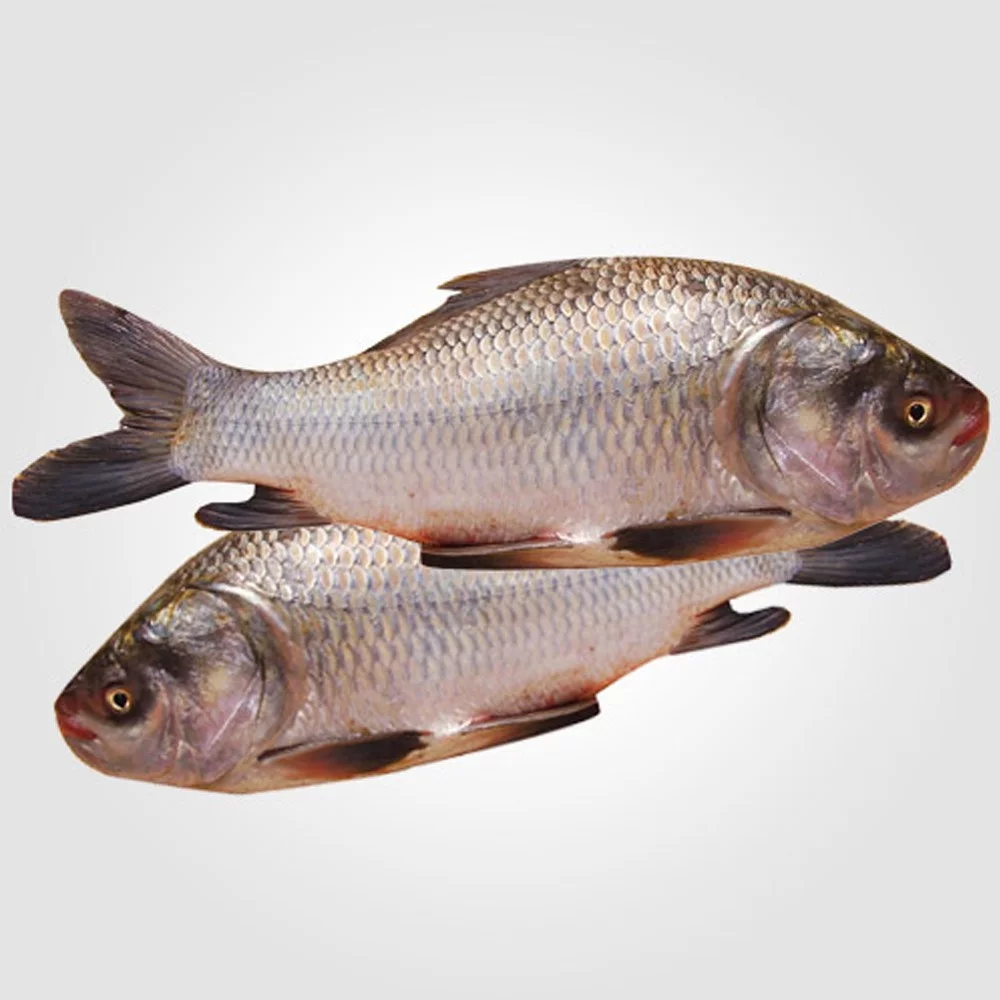 Katla Fish