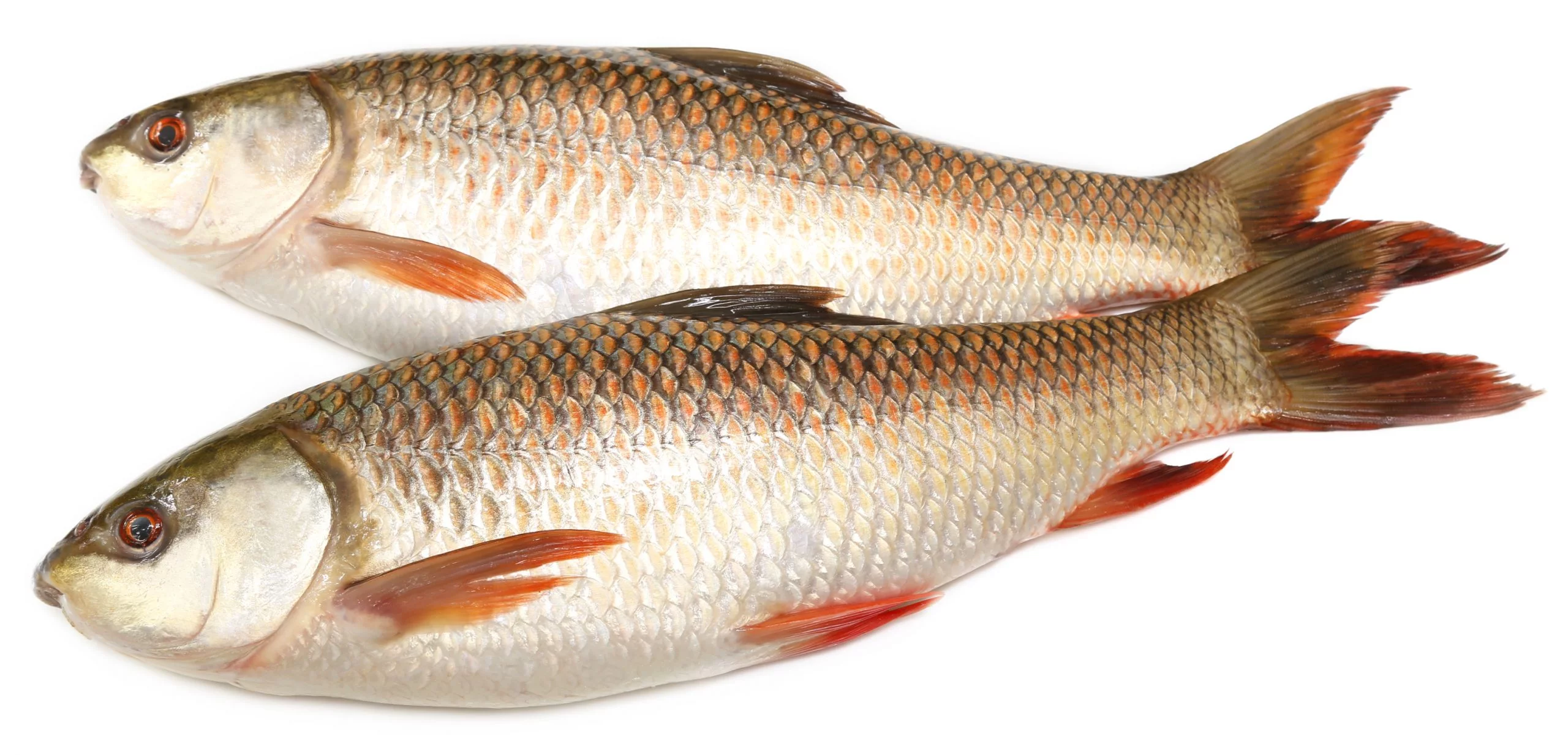Rui Fish (4Kg+)- 9.99/Kg