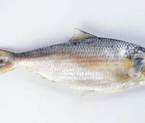 Hilsha(1.5-2.0Kg)-$45.00/Kg