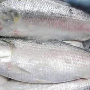 Hilsha(2Kg+)-$44.99/Kg