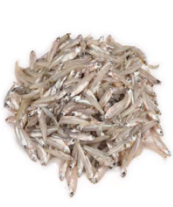 Kaski Fish