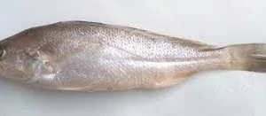 Poa Fish