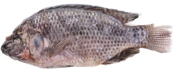 Telapia Fish