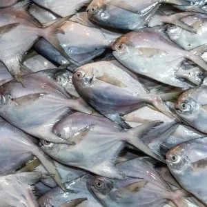 Pompfret/Rupchanda