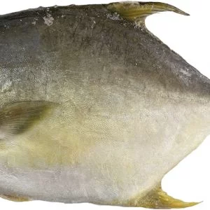 Pomfret-Big