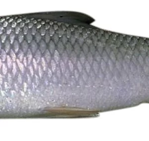 Mrigel-11.50/Kg